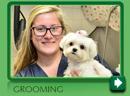 Dog Gone Smart Canine Resort 916 Photos 8 Reviews Dog Trainer 15 Cross St Norwalk Ct 06851