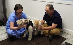Canine Rehabilitation at Norwalk Animal Hospital