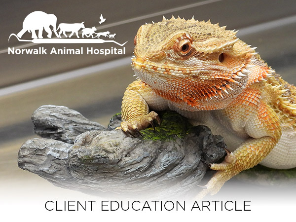 Norwalk Animal Hospital Client Education Article