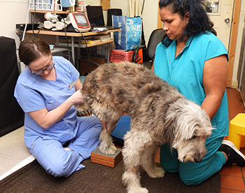 Post Operative Orthopedic Services at Sound Paws Canine Rehabilitation