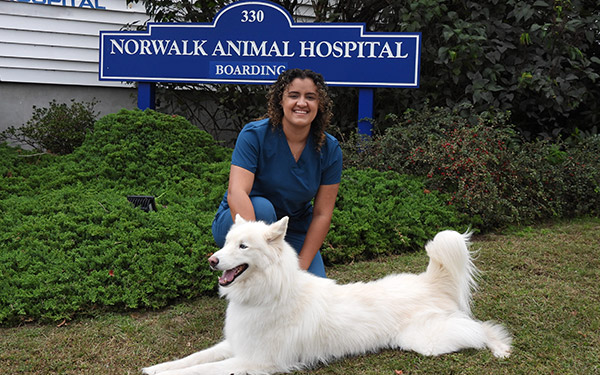 dog-and-cat-boarding-norwalk-animal-hospital-pet-boarding-in-06851