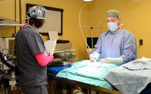 Veterinary Surgery at Norwalk Animal Hospital
