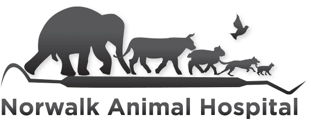 veterinarian-norwalk