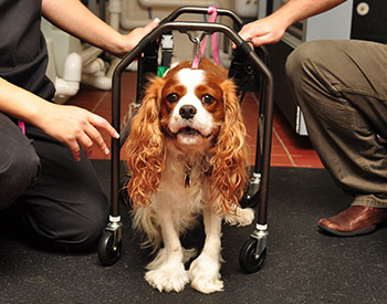 Neurological Rehabilitation Services at Sound Paws Canine Rehabilitation