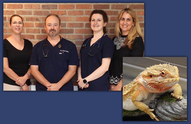 Veterinary Care and Pet Rehabilitation in Norwalk CT