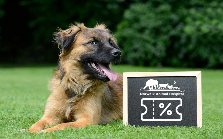 pet-discounts-norwalk-veterinarian