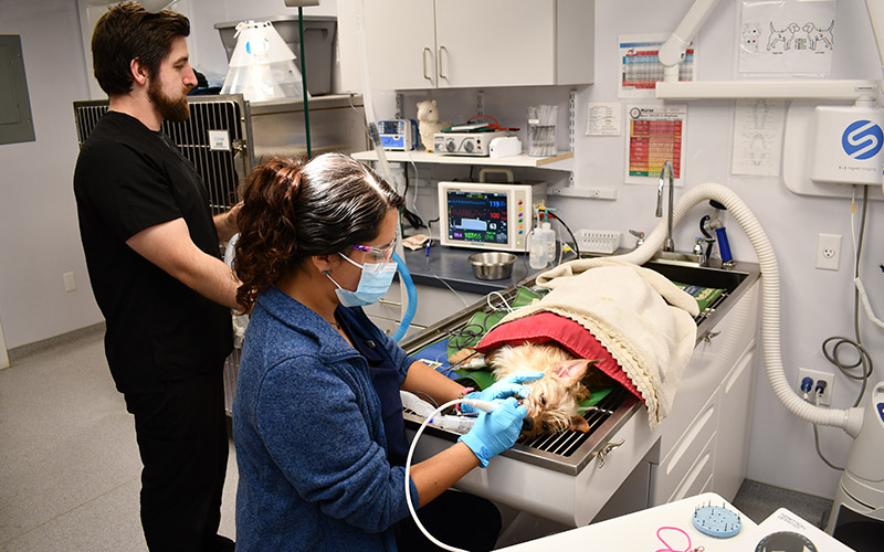 Pet Dental Care at Norwalk Animal Hospital in Norwalk, CT