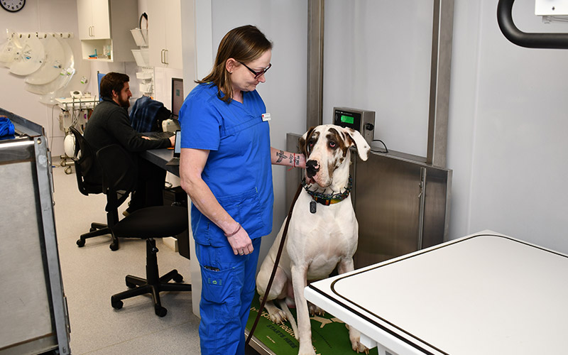 Pet Nutrition and Diet Services at Norwalk Animal Hospital in Norwalk, CT