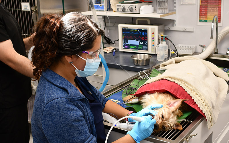 Pet Dental Care at Norwalk Animal Hospital in Norwalk, CT