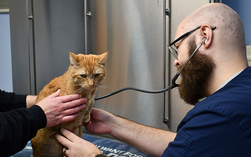 Preventative Pet Medicine at Norwalk Animal Hospital in Norwalk, CT