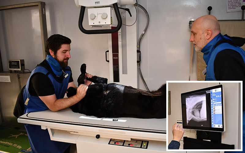 Veterinary Diagnostic Services at Norwalk Animal Hospital in Norwalk, CT