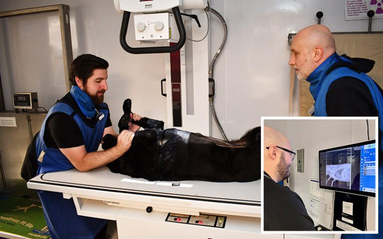 Veterinary Diagnostic Services at Norwalk Animal Hospital in Norwalk, CT