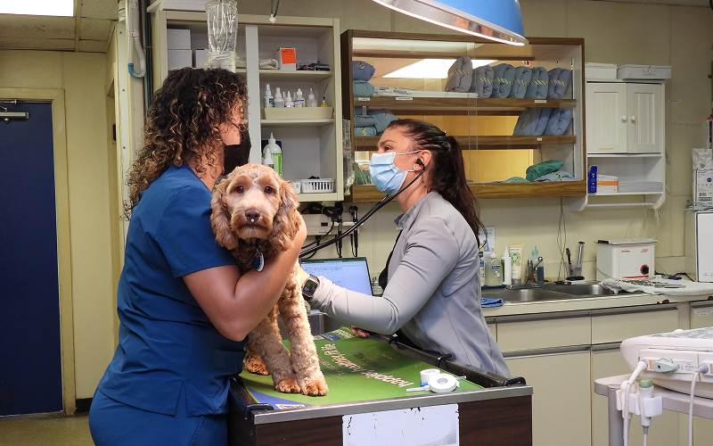 Senior Dog Care at Norwalk Animal Hospital